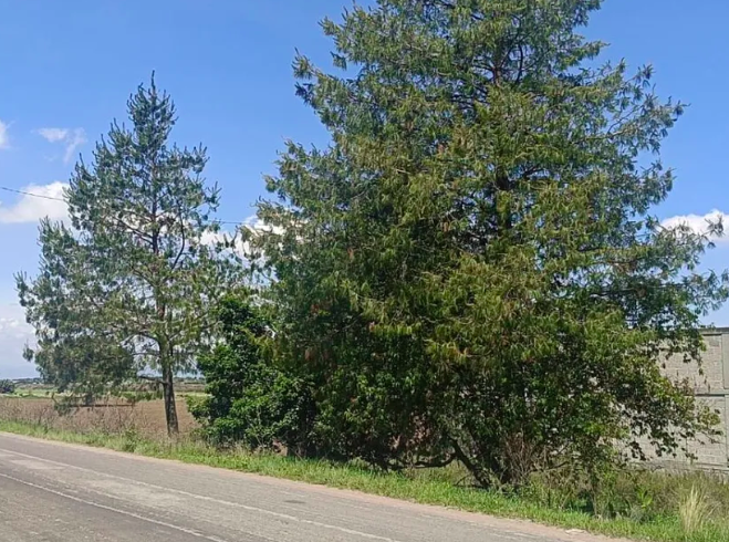 TERRENO 10,000 M2 SAN DIEGO TLALAYOTE HIDALGO
