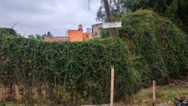 TERRENO EN VENTA EN AXOTLAN, C. IZCALLI 175m2