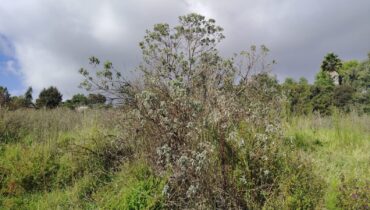 TERRENO EN VENTA 1,500 M2 EN SANTA CRUZ, TEPOTZOTLÁN, EDOMÉX.