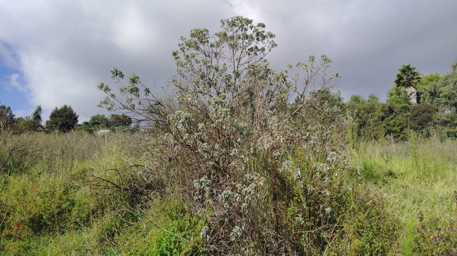TERRENO EN VENTA 1,500 M2 EN SANTA CRUZ, TEPOTZOTLÁN, EDOMÉX.